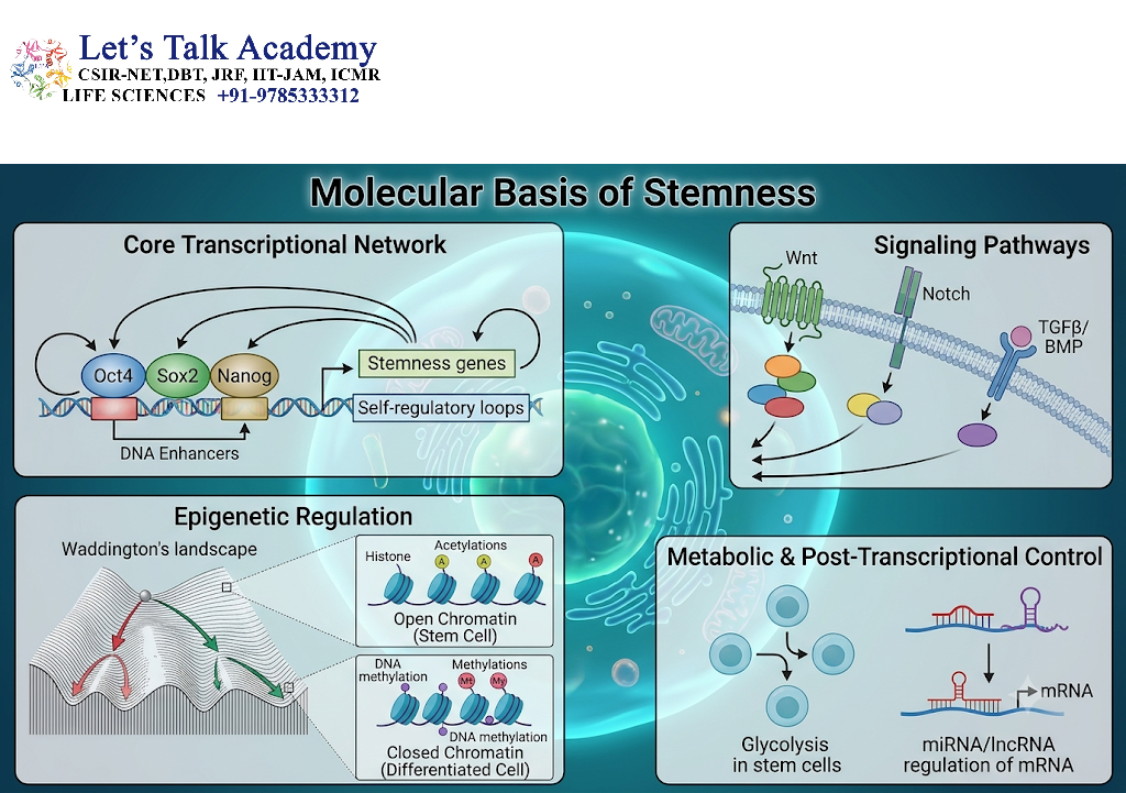 Molecular Basis of Stemness