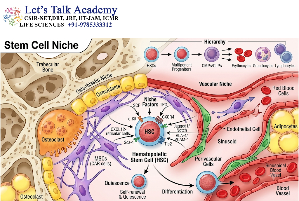 Stem Cell Niche