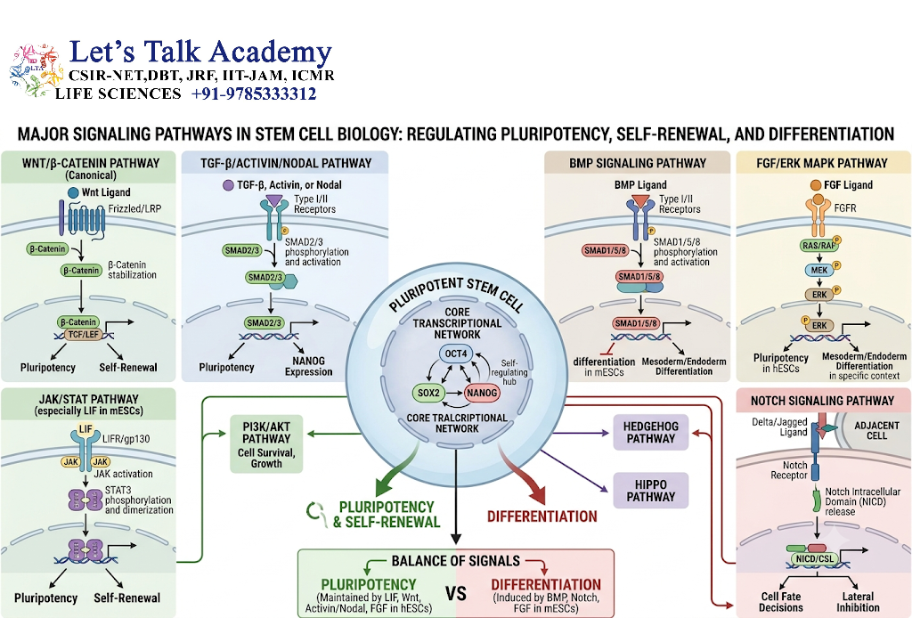 Major Signaling Pathways in Stem Cell Biology