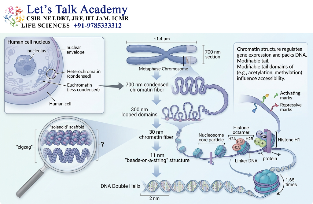 Chromatin Structure